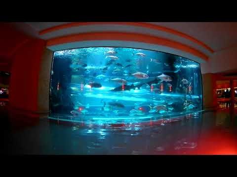 Shark Tank Water Slide