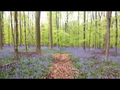 Hallebos - Forest of Halle