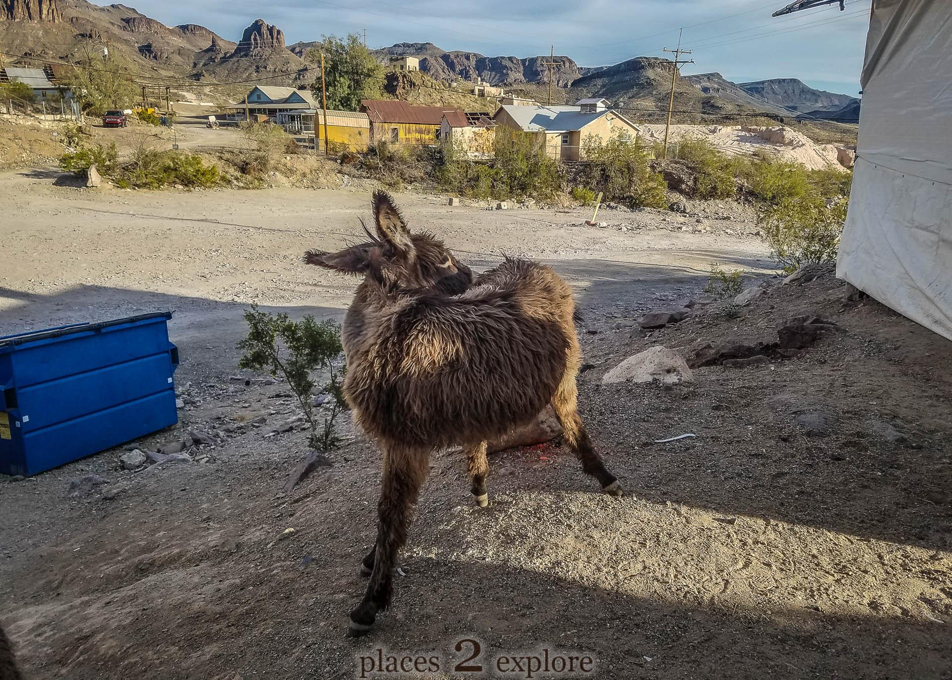 2018-04-02 Oatman