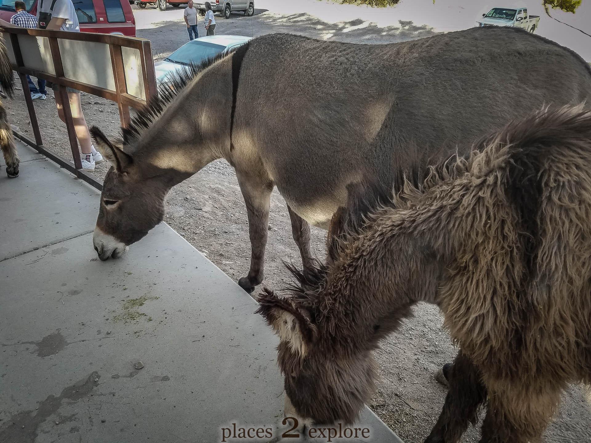 2018-04-02 Oatman