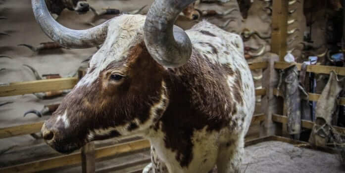 World’s Largest Longhorn Collection