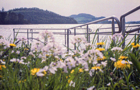 Photo information:
Film type: 135.
Film manufacturer: Fujifilm.
Film name: Superia.