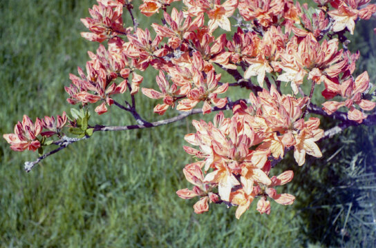 Photo information:
Film manufacturer: Kodak.
Film name: Ultramax.
Alias: .