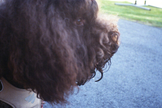 Photo information:
Film manufacturer: Kodak.
Film name: Ultramax.
Alias: .