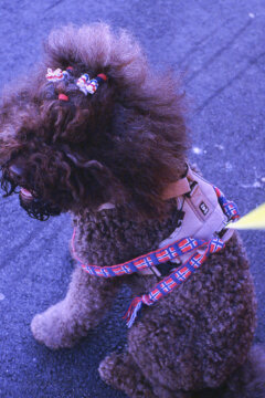 Photo information:
Film manufacturer: Kodak.
Film name: Ultramax.
Alias: .