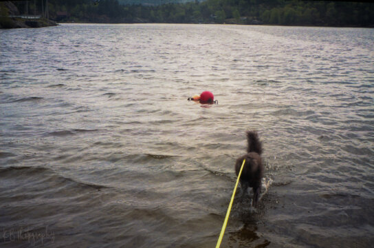 Photo information:
Film type: 135.
Film manufacturer: Fujifilm.
Film name: Superia.