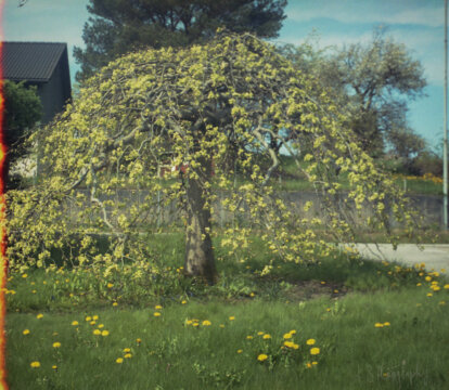 Photo information:
Film type: 135.
Film manufacturer: Fujifilm.
Film name: Superia.