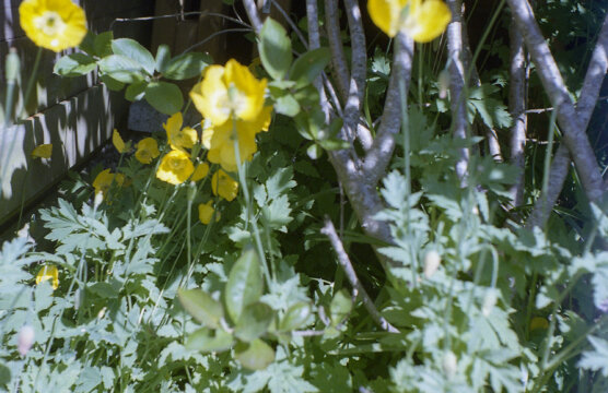 Photo information:
Film manufacturer: Kodak.
Film name: Ultramax.
Alias: .